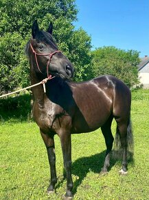 Andalusian mare for sale - 3