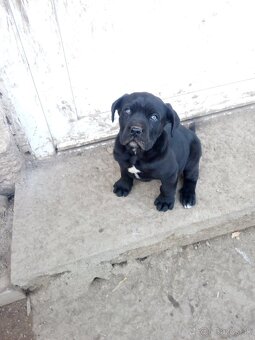 Cane corso - 3