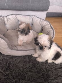 Predám šteniatka Shi-tzu ši-cu šicu shihtzu - 3