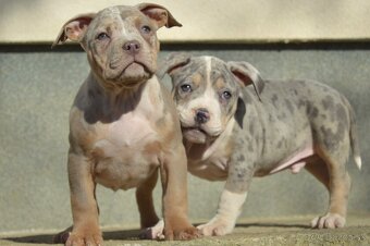 American bully - 3