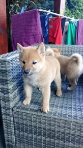 Predám shiba inu - 3