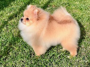 Pomeranian - 3