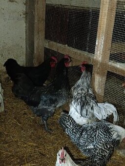 Australorp modra ,kohut - 3