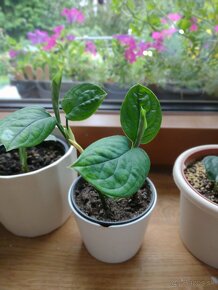 Syngonium/Philodendron/Monstera - 3