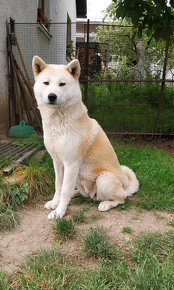 Akita inu - 3