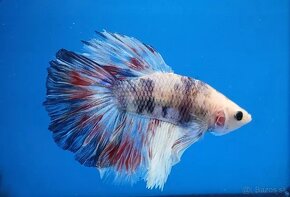 Bojovnice- Betta splendens - 3