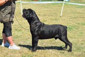 BOERBOEL BALLOTADA -búrský buldok - jihoafrický boerboel - 3