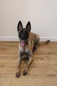 Belgický ovčiak - Malinois - 3