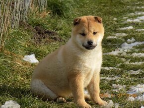 Shiba inu - 3