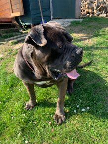 Cane corso - 3