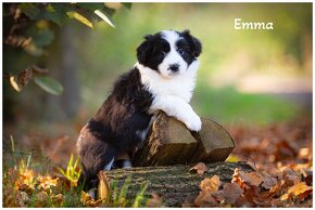 Border Collie Border Kolia s PP FCI - 3