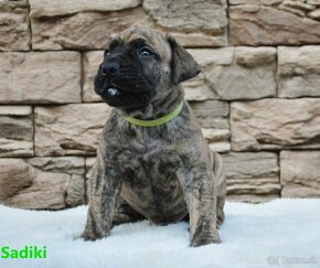 Boerboel - štěňata s PP (FCI) - 3