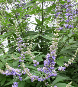 Vitex agnus-castus - semená na výsev - 3