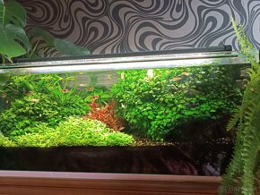 Anubias nana - 3