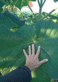 Paulownia Shan Tong - 3