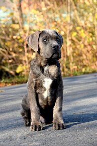 Cane Corso s PP FCI - 3