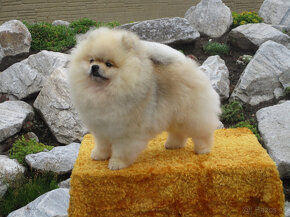 Pomeranian - 3