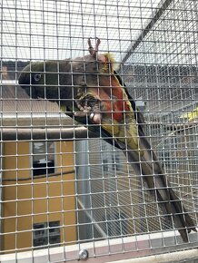 Papagáj dlhochvost patagónsky - 3