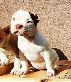 American Bully pekna fenka vnučka GR.CH.Grimm - 3