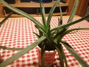 Aloe vera - 3