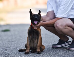 Belgický ovčiak malinois s PP - IHNEĎ K ODBERU - 3