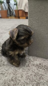 Yorkshire Terrier - 3