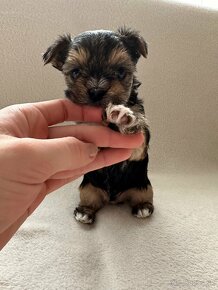 Yorkshire Terrier - šteniatka - 3