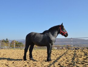 Predám koňa - žrebec Percheron - 3