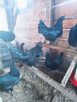 Ayam cemani - 3