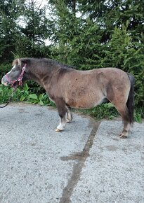 Predám mini horse, pony - 3