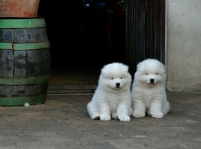 Samojed šteniatka s PP MATYELLA - 3