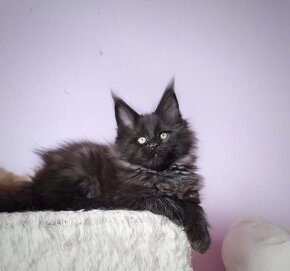 Maine Coon s PP - 3