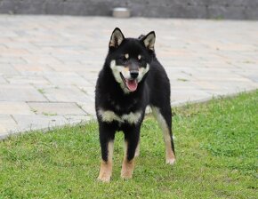 Shiba inu sučka s FCI rodokmeňom - 3