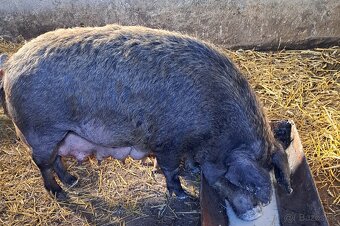 Prasnička durok-mangalica - 3