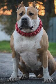 American bully XL S PP/ TOP SPOJENIE - 3