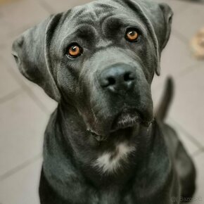 Cane Corso - 3