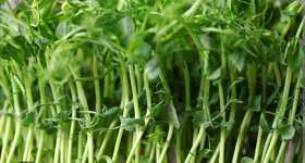 Microgreens,Klicky,mikrogreens,mikrozelenina - 3