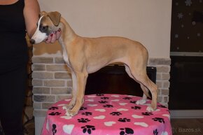 Whippet, vipet s PP - 3