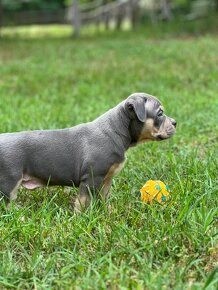 American Bully Pocket - 3