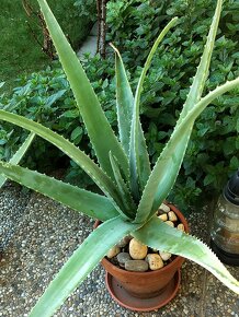 Aloe Vera - 3