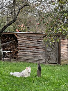 Darujem 4 kocurov a jednu macku - 3