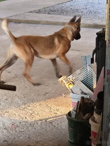 Belgický ovčiak malinois - 3