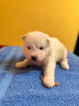 Samojed šteniatka s PP FCI - 3