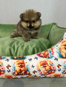 Pomeranian s PP, chovatelská stanica Nucháčik poms - 3