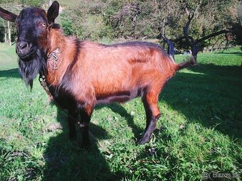 predám bezrohú kotnú kozu-termín 30.marec - 3