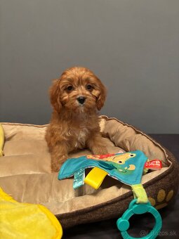 Cavapoo - 3