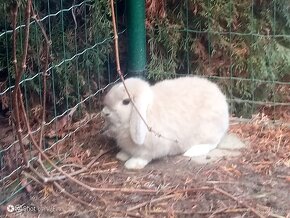 Zajacik Mini Lop darujem za symb.cenu - 3