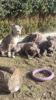 American bully - 3