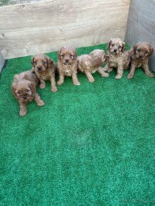 Cavapoo,Pudel,cavalier - 3