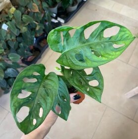 Monstera adansonii - 3